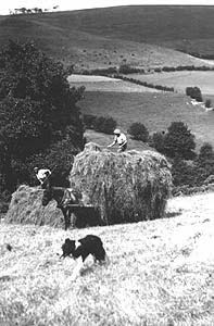 Gathering Hay