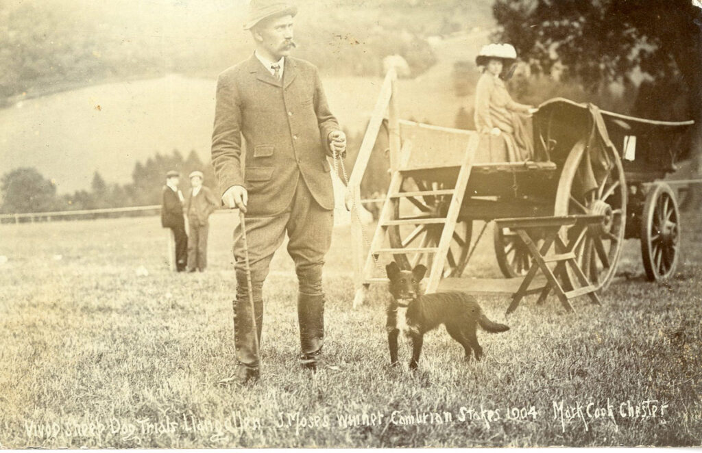 Vivod Sheep Dog Trials, showing J. Moses, winner of Cambrian Stakes, 1904.